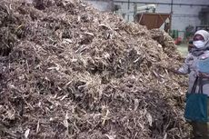Kali Perdana, 190 Ton Pelet Pakan Ternak Berbahan Limbah Jagung dari Sumut Diekspor ke Korsel