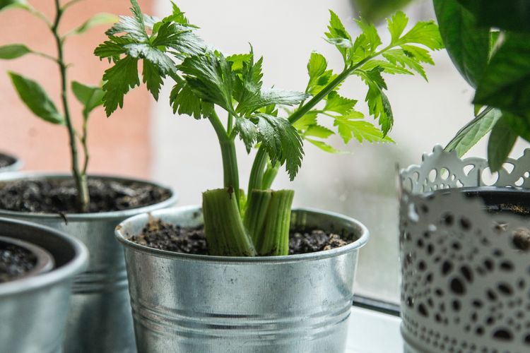 Ilustrasi, penyemaian seledri