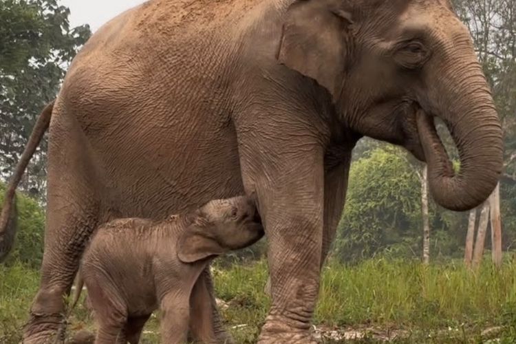 Gajah Lisa Melahirkan Anak Jantan di TNTN Riau, Hasil Perkawinan dengan Gajah Liar