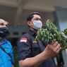 Adik Mantan Wali Kota Serang Budidaya Ganja di Polybag karena Saat Tanam di Ladang Sering Dicuri