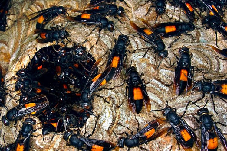 Ilustrasi tawon ndas atau tawon vespa.