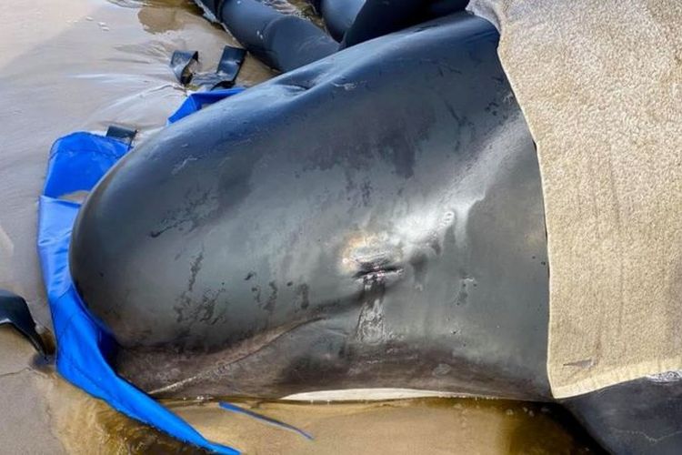 Tim penyelamat berusaha untuk menjaga para paus yang terdampar di Tasmania, Australia, tetap basah dan sejuk.