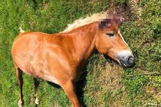 Polisi Perancis Selidiki Kasus Horor 15 Kuda Dimutilasi secara Misterius