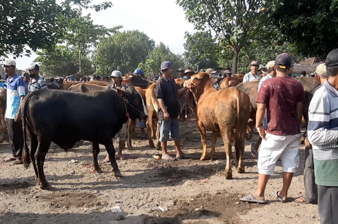 Zona Merah PMK, Pemkab Lumajang Terapkan Karantina Wilayah Hewan Ternak