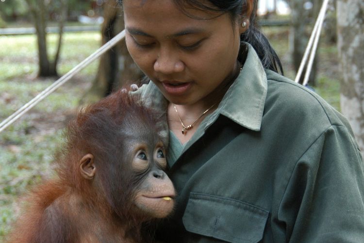 Pegiat Borneo Orang Utan Survival (BOS), LSM yang bermarkas di Berlin, Jerman, tengah bersama orang utan. Mereka tidak sepakat dengan pengelola Kebun Binatang Basel di Swiss yang memutuskan membunuh bayi orang utan jika induknya mati. Menurut BOS, orang utan bisa tumbuh dan berkembang dengan campur tangan manusia.