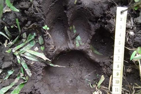 Harimau Sumatera Diduga Mangsa Sapi Warga, Kamera BBKSDA Hanya Temukan Babi Hutan