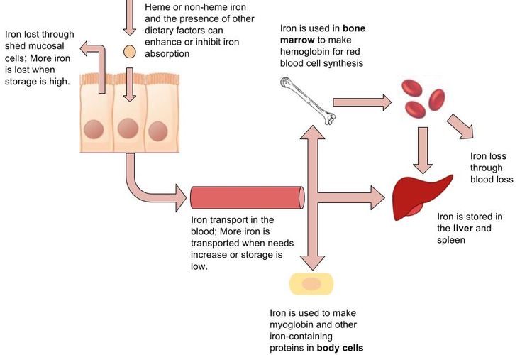 Fungsi zat besi dalam pembentukan hemoglobin dan mioglobin