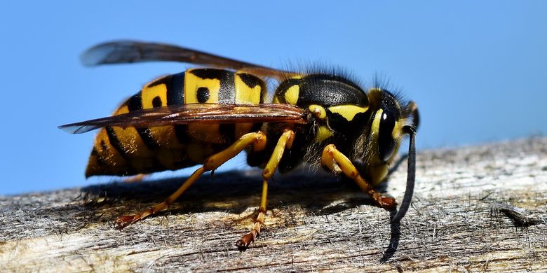 Cara Mengatasi Tawon Yang Menyasar Masuk Ke Rumahmu Halaman All Kompas Com Cara Mengatasi Tawon Yang Menyasar Masuk Ke Rumahmu Halaman All Kompas Com