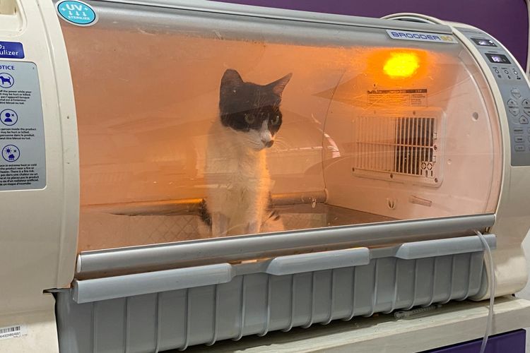 Dampak Asap Karhutla di Balikpapan: Kucing hingga Monyet Liar Tumbang Terpapar ISPA