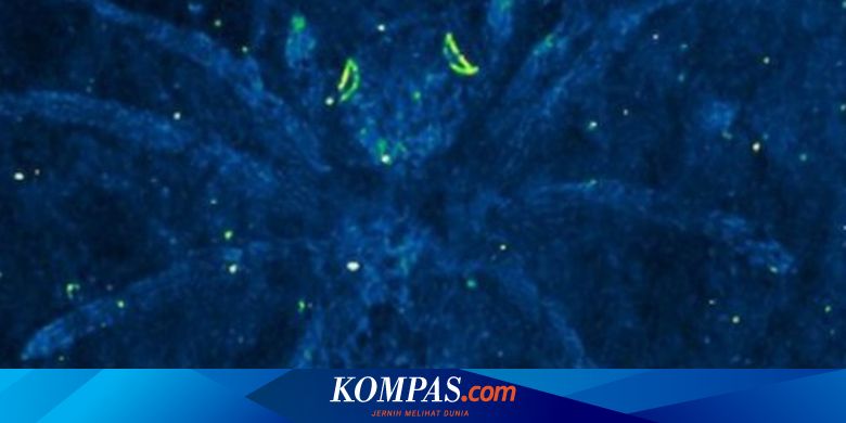 Mati 110 Juta Tahun Lalu Mata Laba Laba Ini Masih Menyala Dalam Gelap