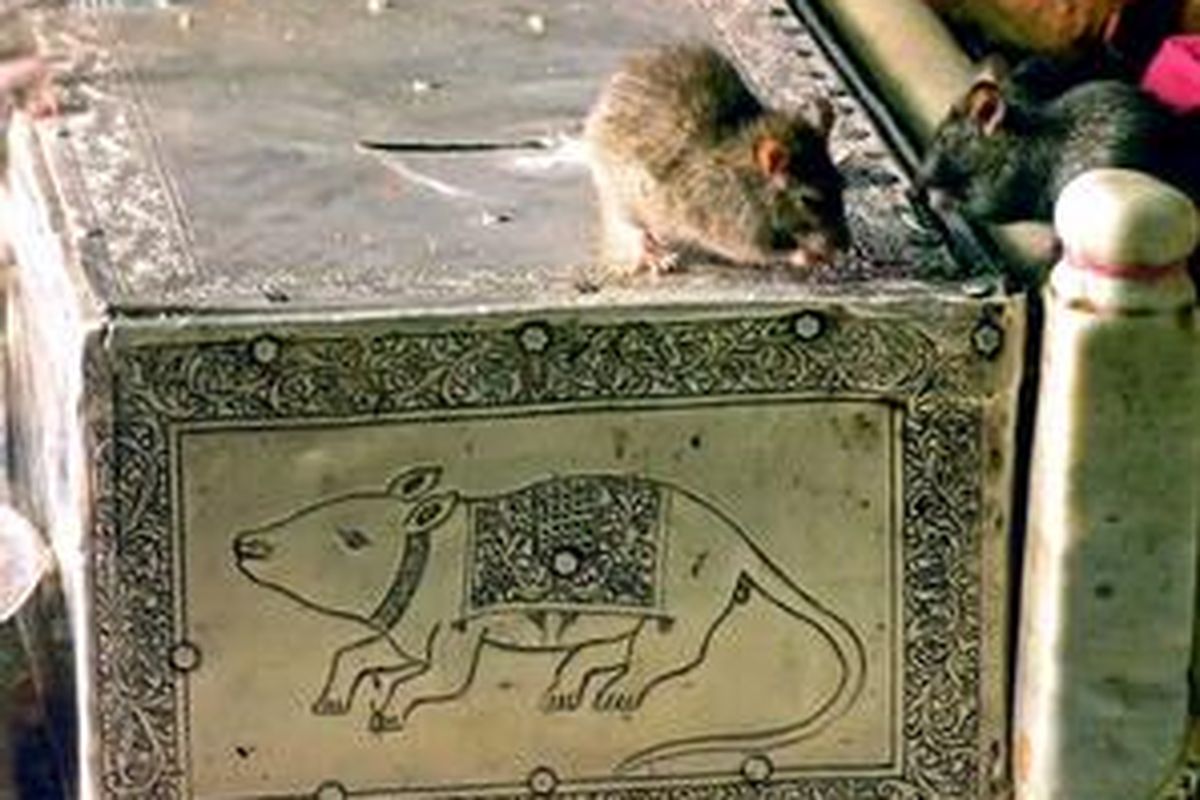 Tikus-tikus suci dari kuil Karni Mata. 