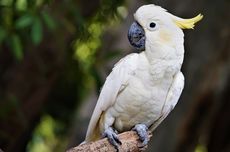 5 Burung yang Tidak Cocok Dipelihara jika Ada Anak-anak di Rumah