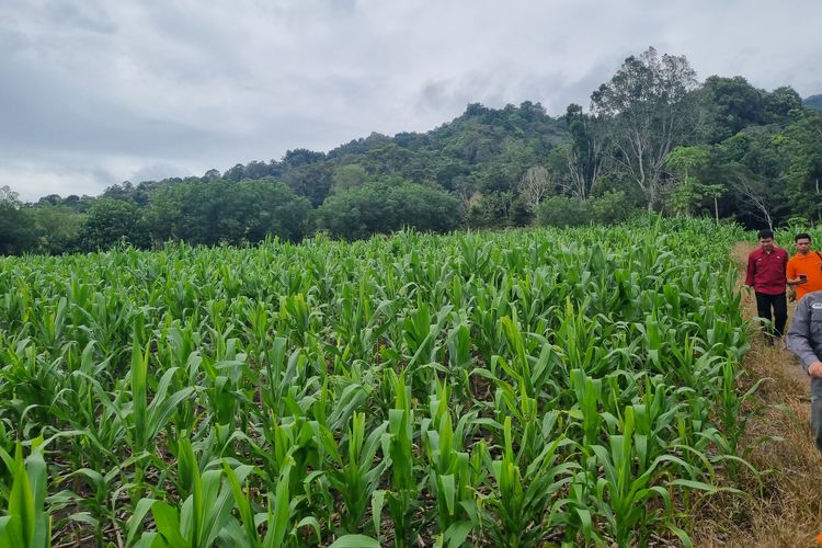 Hamparan ladang jagung Fantri Katili (35) di Desa Doda, Kecamatan Lore Tengah, Kabupaten Poso, Sulawesi Tengah (Sulteng), Sabtu (1/6/2024).