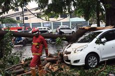 Diterpa Angin Kencang, Pohon Tumbang Timpa 2 Mobil di Larangan Tangerang