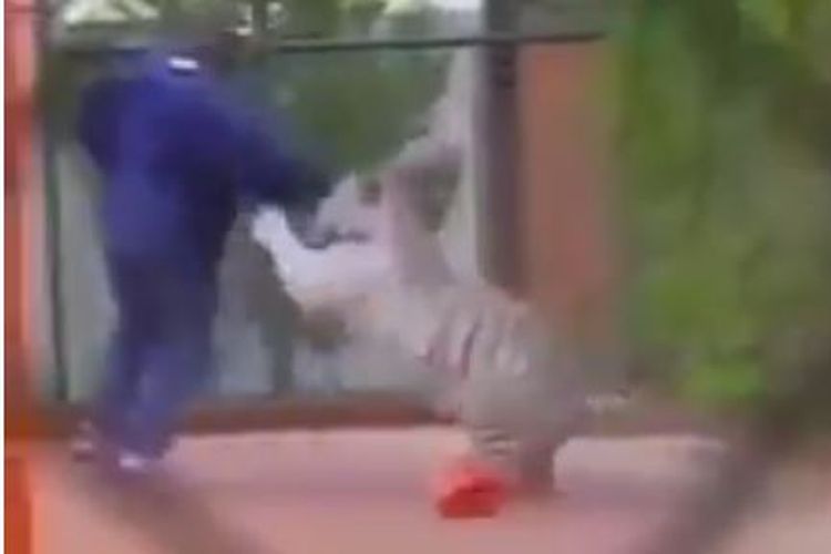 Rekaman video zaman dahulu yang menunjukkan Mike Tyson bermain bersama harimau putih peliharaannya.
