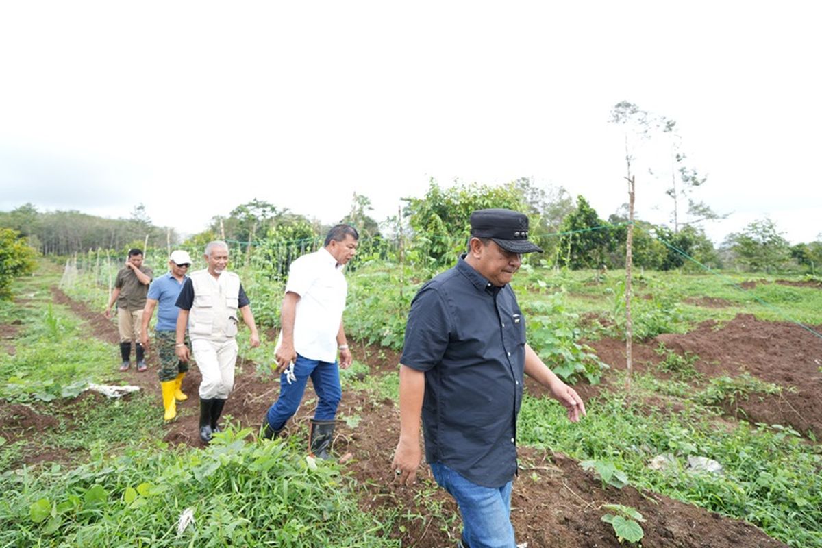 OPD Pemprov Sulbar dan Pj Gubernur Sulbar saat berada di Perkebunan Tibona. 