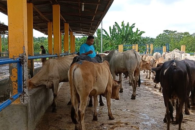 Taufik Hidayat Daulay menunjukkan ternak sapinya yang terkenal PMK dan kini sudah dalam tahap pemulihan di Dusun XXII, Desa Pondok Rowo, Kecamatan Sampali, Deli Serdang.