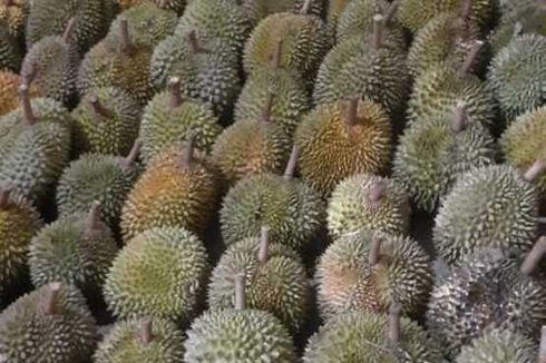 Durian Montang Khas Manggarai Barat, Cita Rasa Mentega dan Susu yang Menggoda