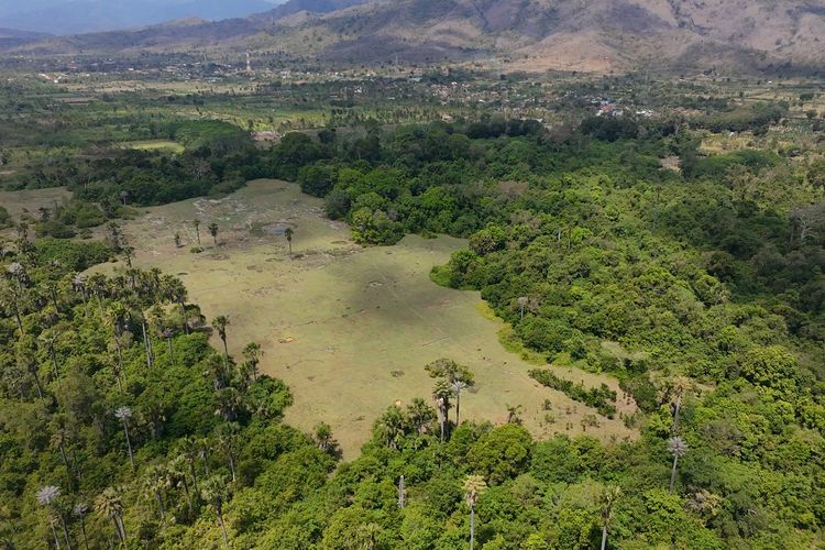 Kemarau Panjang, Sejumlah Kubangan Air di TN Bali Barat Mulai Mengering