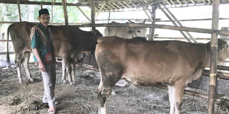 Ketua Kelompok Tani Ternak Sapi Potong Mekar Tani II, Kanta, dengan sapi ternaknya di Jonggol, Jawa Barat,  Kamis (2/3/2017)