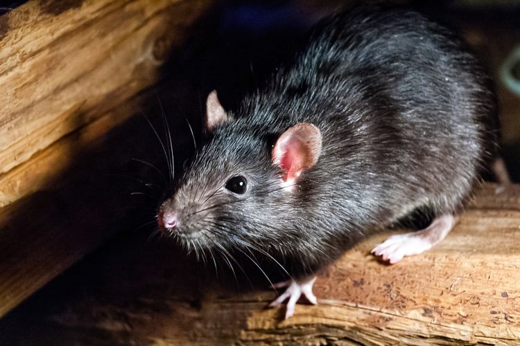 Ilustrasi tikus mutan. Ilmuwan melakukan rekayasa genetika pada tikus yang kemudian dikirim ke Stasiun Luar Angkasa Internasional (ISS) untuk mempelajari massa otot dan tulang.