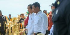 Panen Jagung bersama Mentan di Sumbawa, Jokowi Tekankan Pentingnya Keseimbangan Harga