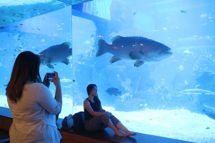 Wisatawan berfoto dengan latar Giant Grouper atau kerapu raksasa di Jakarta Aquarium.