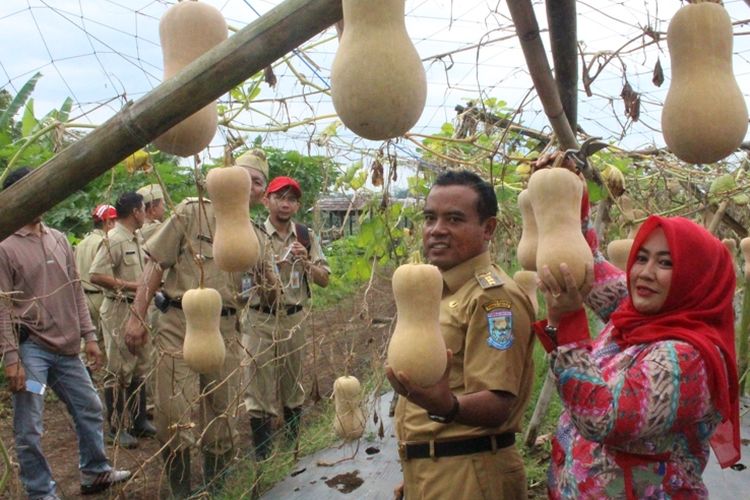 Bupati Purbalingga, Tasdi meninjau lokasi petik buah Labu Madu di Kebun Holtikultura kelompok tani Bangkit Lestari, Desa Pekuncen, Kecamatan Bobotsari, Purbalingga, Jawa Tengah, Selasa (30/5/2017).