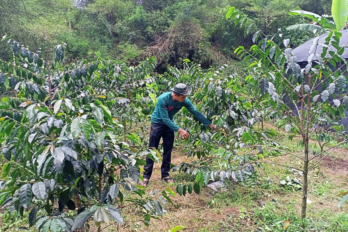 Para Petani kopi di Kecamatan Ciwidey sempat meninggalkan komoditas kopi setelah dua tahun dihantam Pandemi Covid-19 dan hambatan di persoalan teknis perawatan