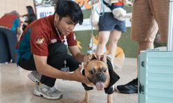 IIPE 2026, Surga bagi Pawrents dan Anabul Kembali Digelar di ICE BSD