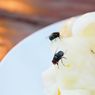 Tips Usir Lalat dari Rumah Tanpa Bahan Kimia Berbahaya
