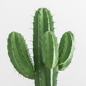 Ilustrasi tanaman kaktus koboi.