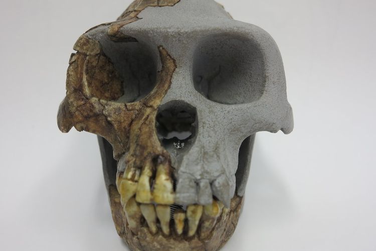 Fosil Ardipithecus Ramidus