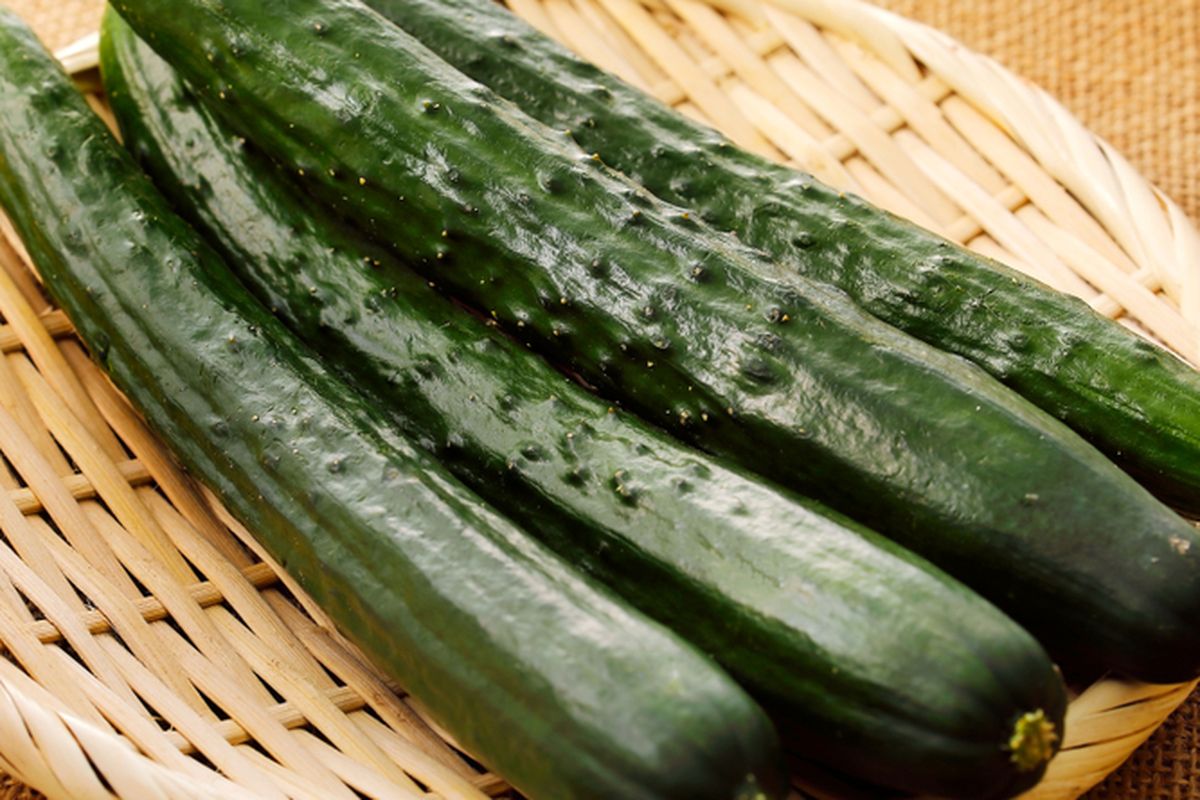 Ilustrasi mentimun jepang, timun jepang atau kyuri.