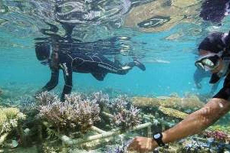 Hamparan berbagai jenis terumbu karang hasil budidaya di lokasi yang disebut Padang Nemo dirawat dan dibersihkan kelompok masyarakat anggota Areal Perlindungan Laut (APL), di Gosong Pulau Pramuka, Kepulauan Seribu, beberapa waktu lalu. Areal gosong pasir yang diubah menjadi lahan pengembangan ragam jenis terumbu karang kini memiliki lebih dari 600 spesies dan akan dibuka untuk wisata berbasis konservasi.