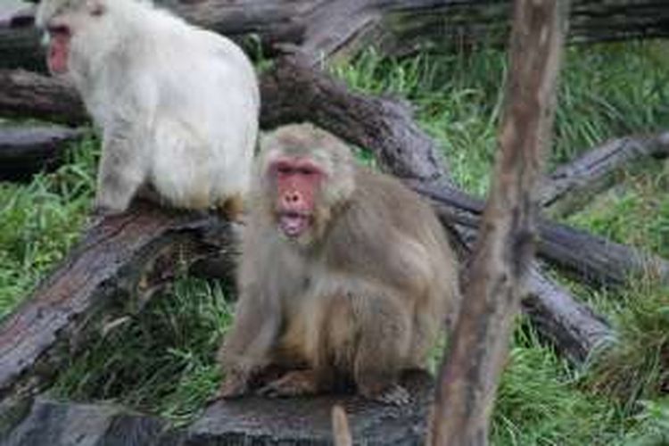 Nikko, monyet salju tertua di Amerika Utara merayakan ulang tahun ke 33 di kebun binatang Minnesota, AS.
