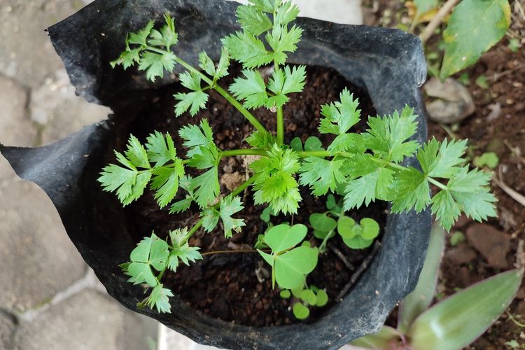 Ilustrasi menanam seledri di polybag. 