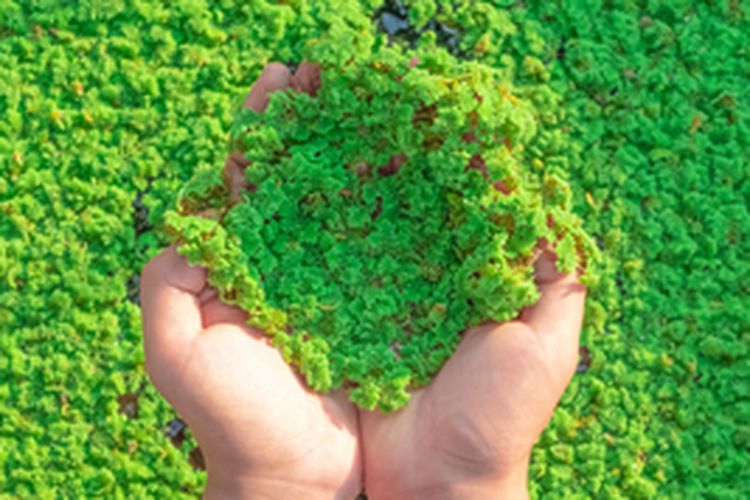 Ilustrasi tanaman air azolla yang bisa menjadi pupuk hijau