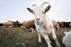 Kurban Seekor Kambing untuk Berapa Orang? Ini Hukum Menyembelih Kambing untuk Satu Keluarga saat Idul Adha