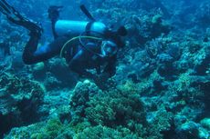 Menyelami Keindahan Bawah Laut di Togean