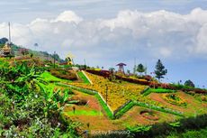 Main ke Lintang Cetho Park, Naik VW Keliling Kebun Teh dan Candi Cetho