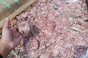 Polisi: Uang Cacahan Rp 100.000 di TPS Liar Bekasi Milik BI