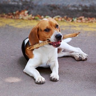 Ilustrasi anjing American Foxhound.