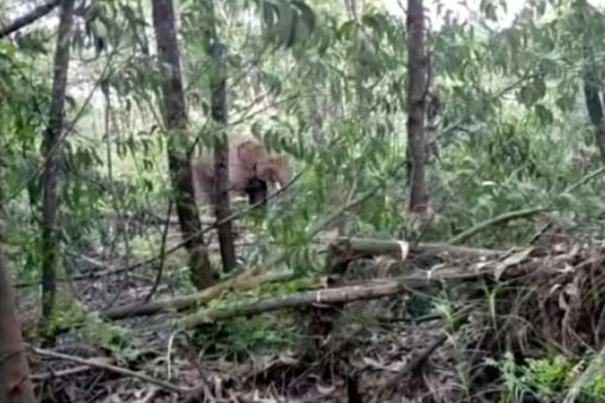 A wild elephant separated from its group is seen near a residential area in Kuala Terusan village, Riaus Pelalawan regency. 