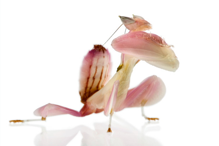 Orchid mantis atau belalang sembah merah muda