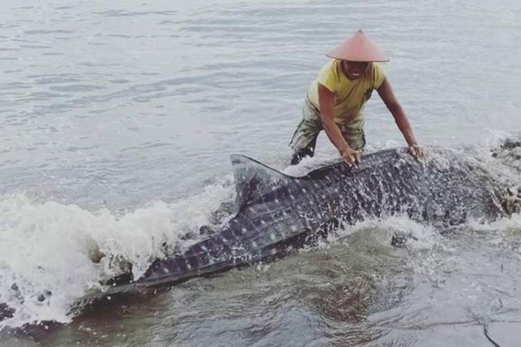 Seekor hius paus dengan panjang lebih dari 3 meter terdampar di pantai Desa Kayeli, Kecamatan Teluk Kayeli, Kabupaten Buru, Maluku, Minggu (19/1/2020)