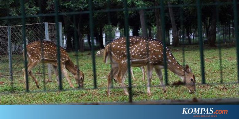 Ingin Pelihara Rusa Monas di Rumah? Ini Syaratnya
