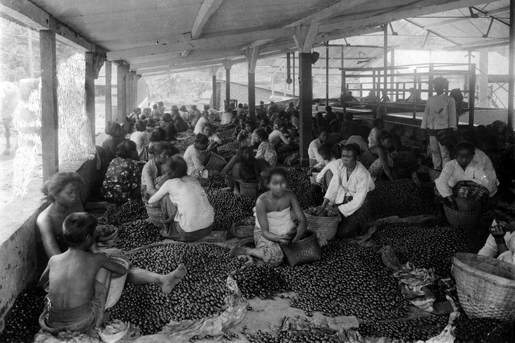 Pemilahan biji kopi di sebuah pabrik di Hindia Belanda pada masa kolonial.