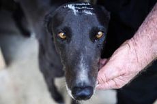 Di Australia, Telantarkan Anjing Peliharaan Bisa Dijatuhi Hukuman