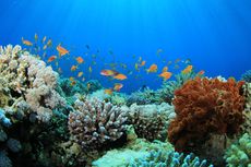 Pulihkan Terumbu Karang, IPB Luncurkan School of Coral Reef Restoration